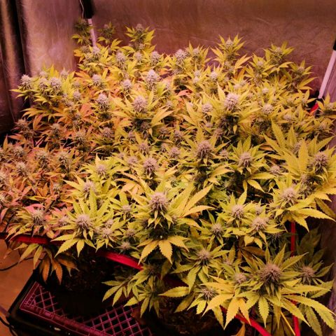 Genética desconocida growlog timeline photo