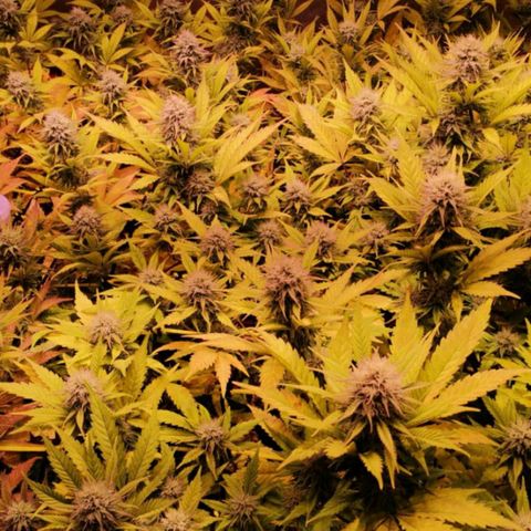 Genética desconocida growlog timeline photo