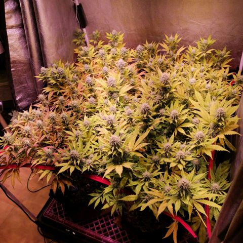 Genética desconocida growlog timeline photo