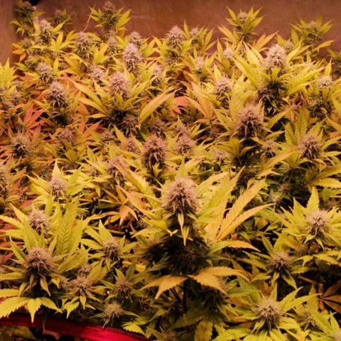 Genética desconocida growlog timeline photo