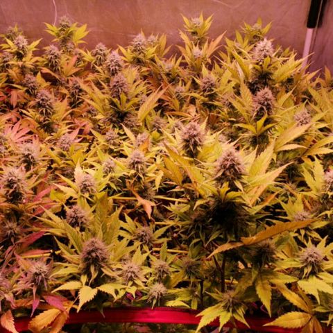 Genética desconocida growlog timeline photo