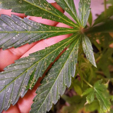 Genética desconocida growlog timeline photo