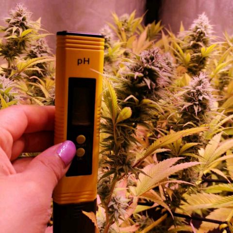 Genética desconocida growlog timeline photo