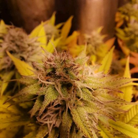 Genética desconocida growlog timeline photo