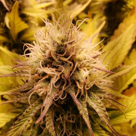 Genética desconocida growlog timeline photo