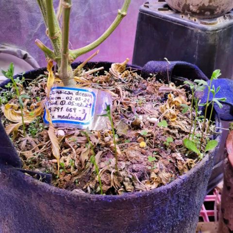 Genética desconocida growlog timeline photo