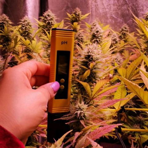 Genética desconocida growlog timeline photo