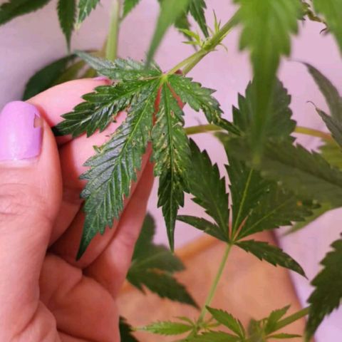 Genética desconocida growlog timeline photo