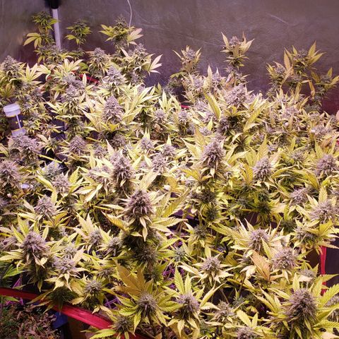 Genética desconocida growlog timeline photo