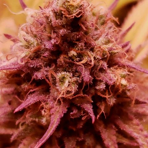 Genética desconocida growlog timeline photo