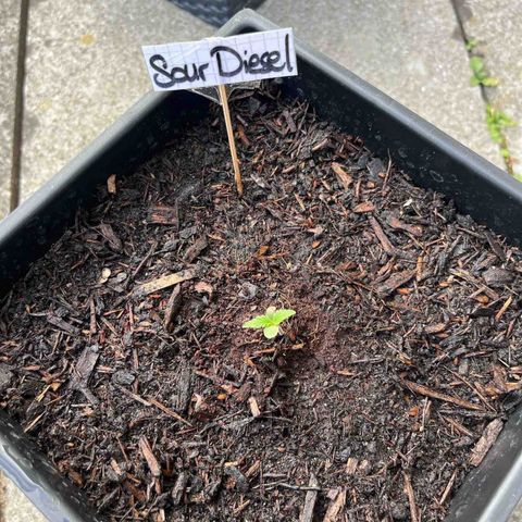Sour Diesel Auto growlog photo