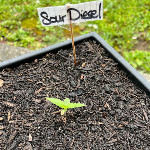 Sour Diesel Auto growlog photo