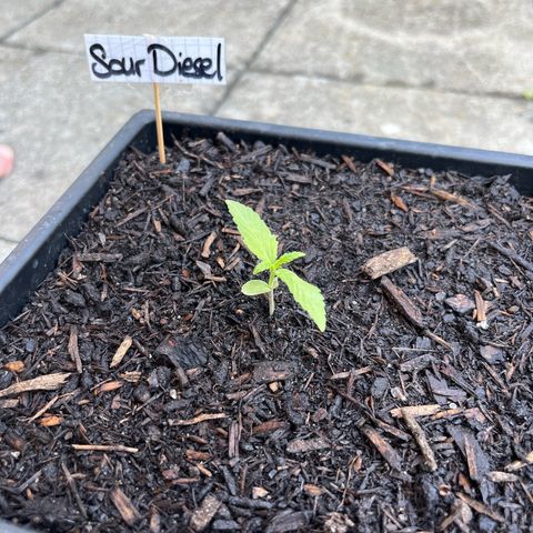 Sour Diesel Auto growlog photo