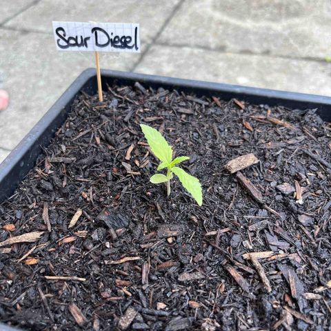 Sour Diesel Auto growlog photo