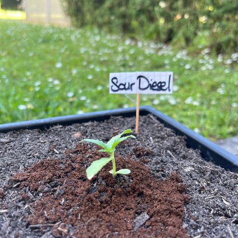 Sour Diesel Auto growlog timeline photo
