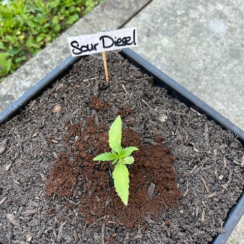 Sour Diesel Auto growlog timeline photo