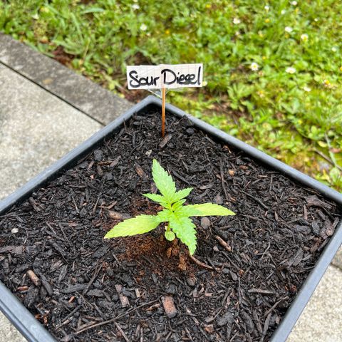 Sour Diesel Auto growlog timeline photo