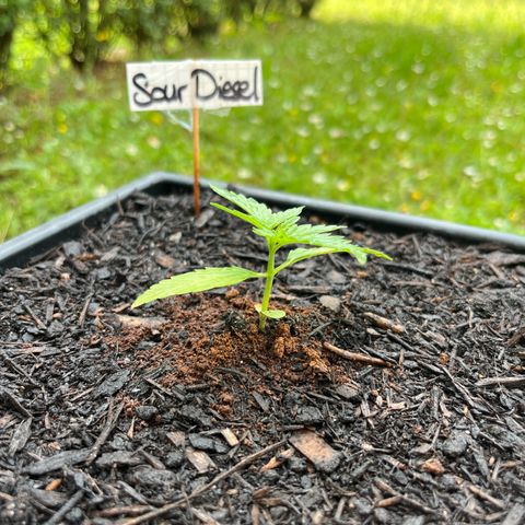 Sour Diesel Auto growlog timeline photo