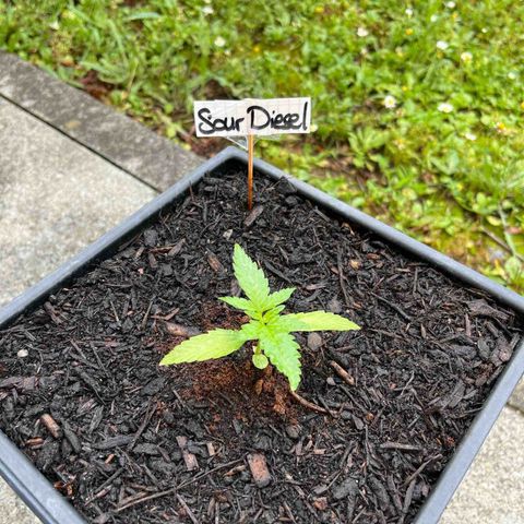 Sour Diesel Auto growlog timeline photo
