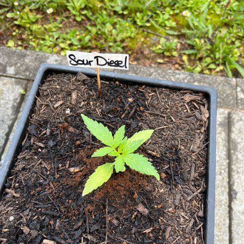 Sour Diesel Auto growlog timeline photo