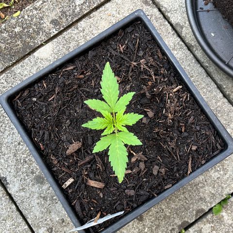 Sour Diesel Auto growlog timeline photo