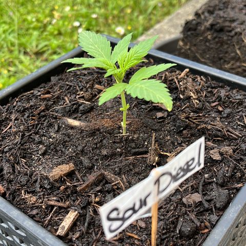 Sour Diesel Auto growlog timeline photo