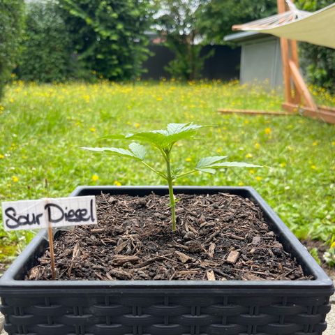 Sour Diesel Auto growlog timeline photo