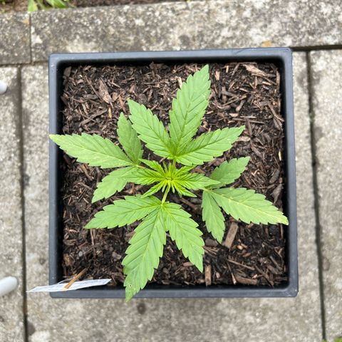 Sour Diesel Auto growlog timeline photo