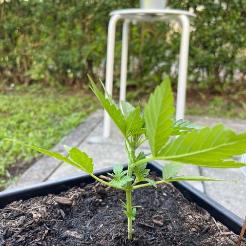 Sour Diesel Auto growlog timeline photo