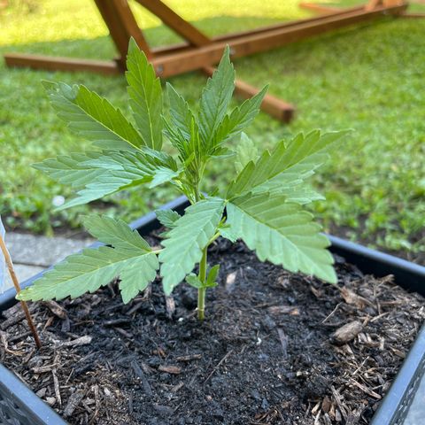 Sour Diesel Auto growlog timeline photo