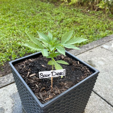 Sour Diesel Auto growlog timeline photo