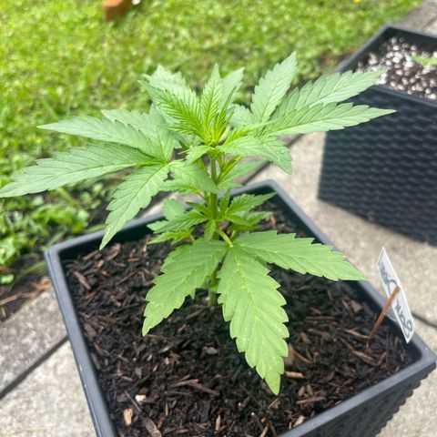 Sour Diesel Auto growlog timeline photo