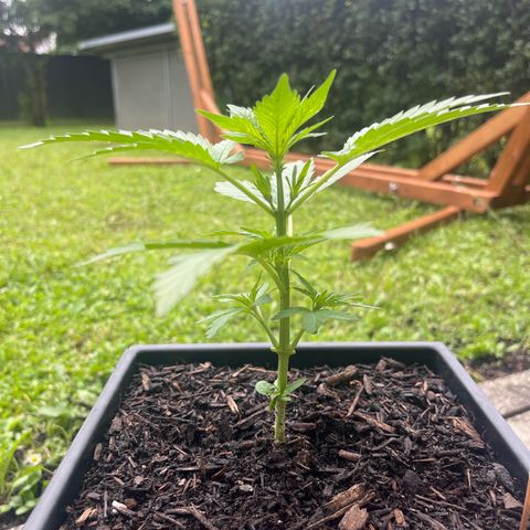 Sour Diesel Auto growlog timeline photo