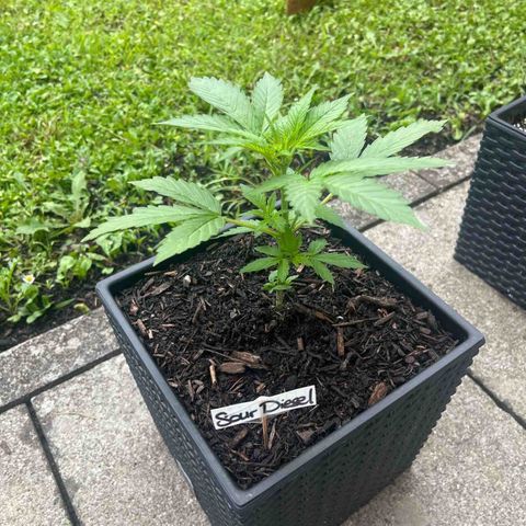 Sour Diesel Auto growlog timeline photo