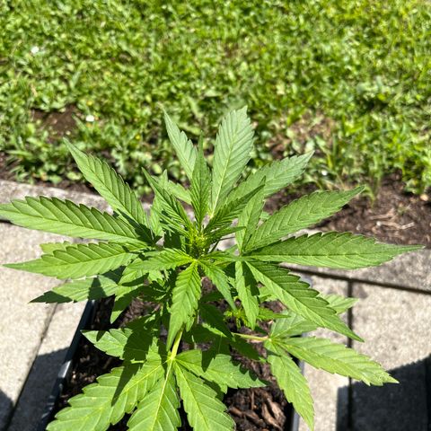 Sour Diesel Auto growlog timeline photo