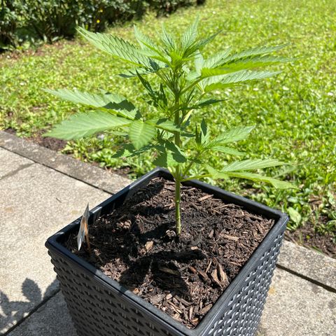 Sour Diesel Auto growlog timeline photo