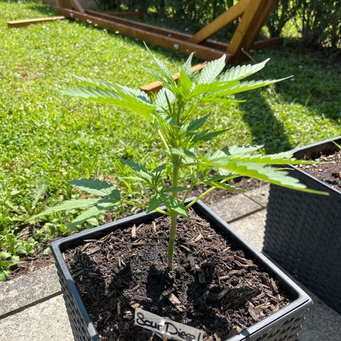 Sour Diesel Auto growlog timeline photo