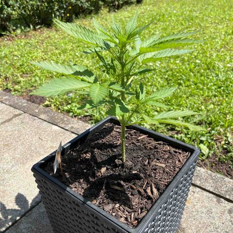 Sour Diesel Auto growlog timeline photo