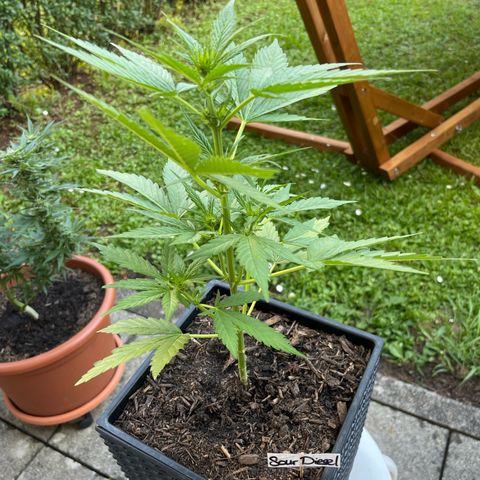 Sour Diesel Auto growlog timeline photo