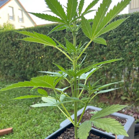 Sour Diesel Auto growlog timeline photo