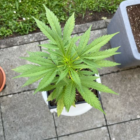 Sour Diesel Auto growlog timeline photo