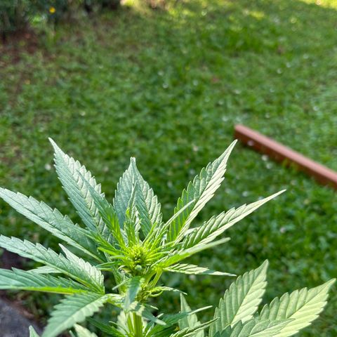 Sour Diesel Auto growlog photo: Good Morning 😊