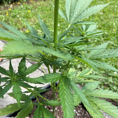 Sour Diesel Auto growlog timeline photo
