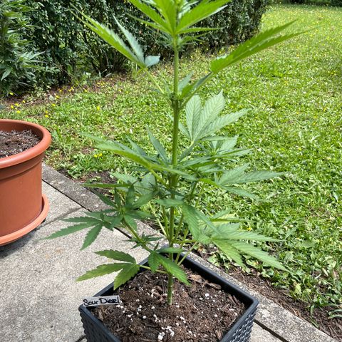 Sour Diesel Auto growlog timeline photo