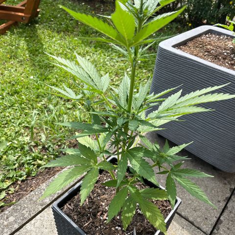 Sour Diesel Auto growlog timeline photo