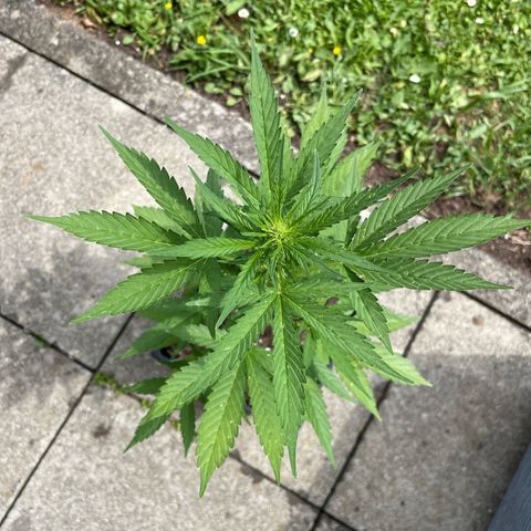 Sour Diesel Auto growlog timeline photo