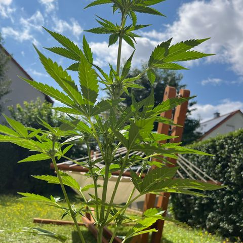Sour Diesel Auto growlog timeline photo