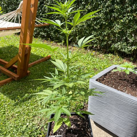 Sour Diesel Auto growlog timeline photo