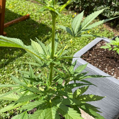 Sour Diesel Auto growlog timeline photo
