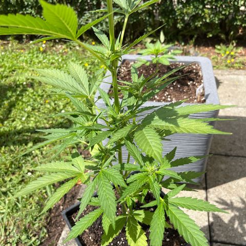 Sour Diesel Auto growlog timeline photo